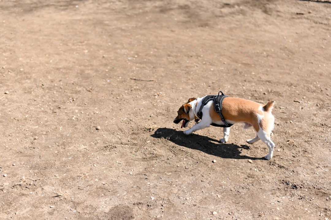 Hundeluftning: Den Ideelle Løsning til Din Hund i København og Nordsjælland